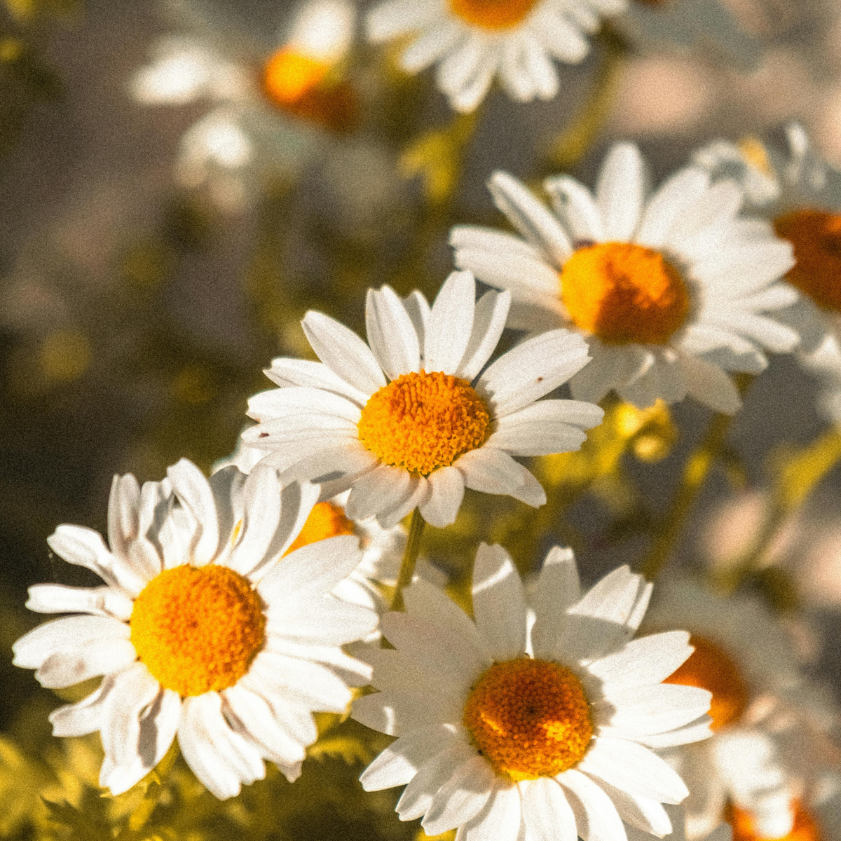 Chamomile Flowers
