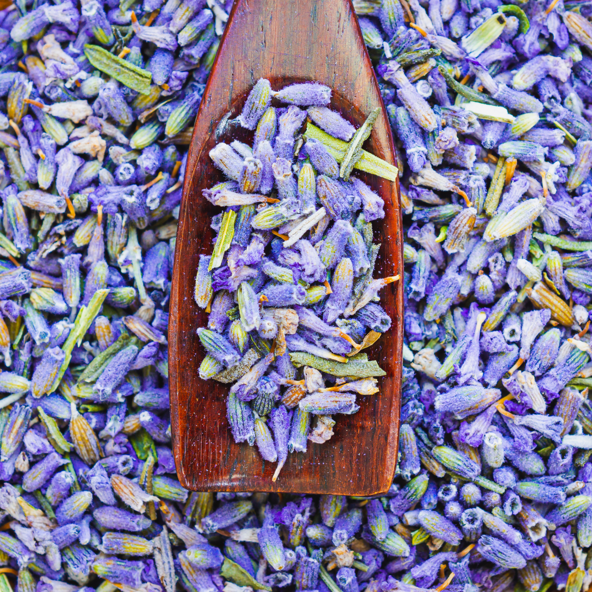 Lavender buds