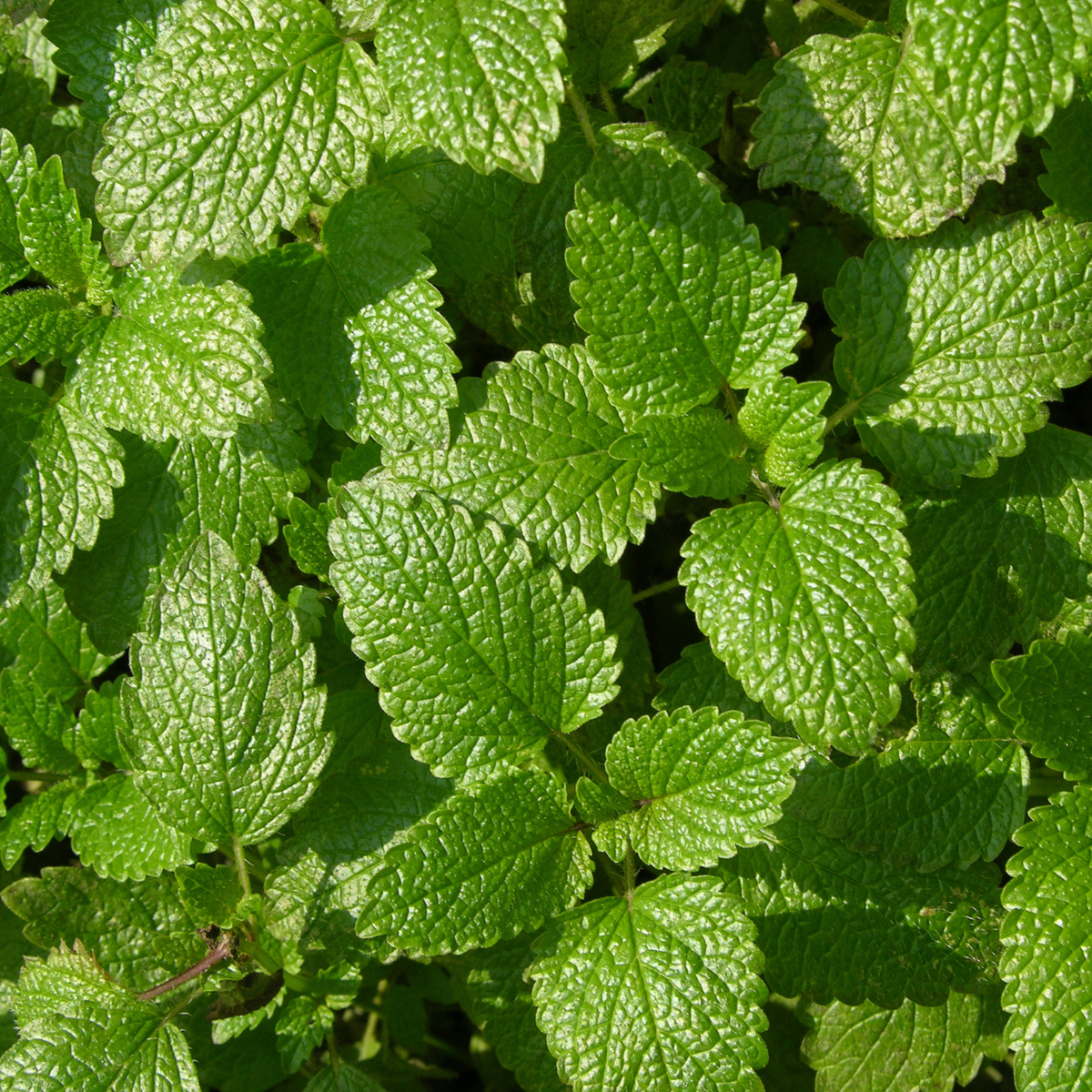 Peppermint