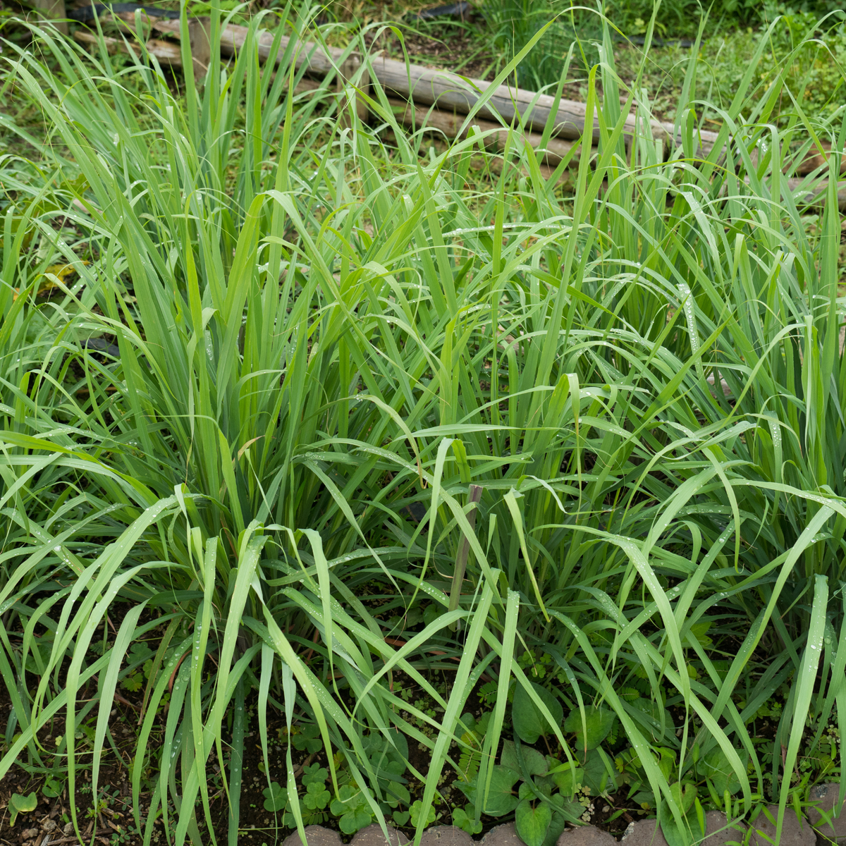 Lemongrass