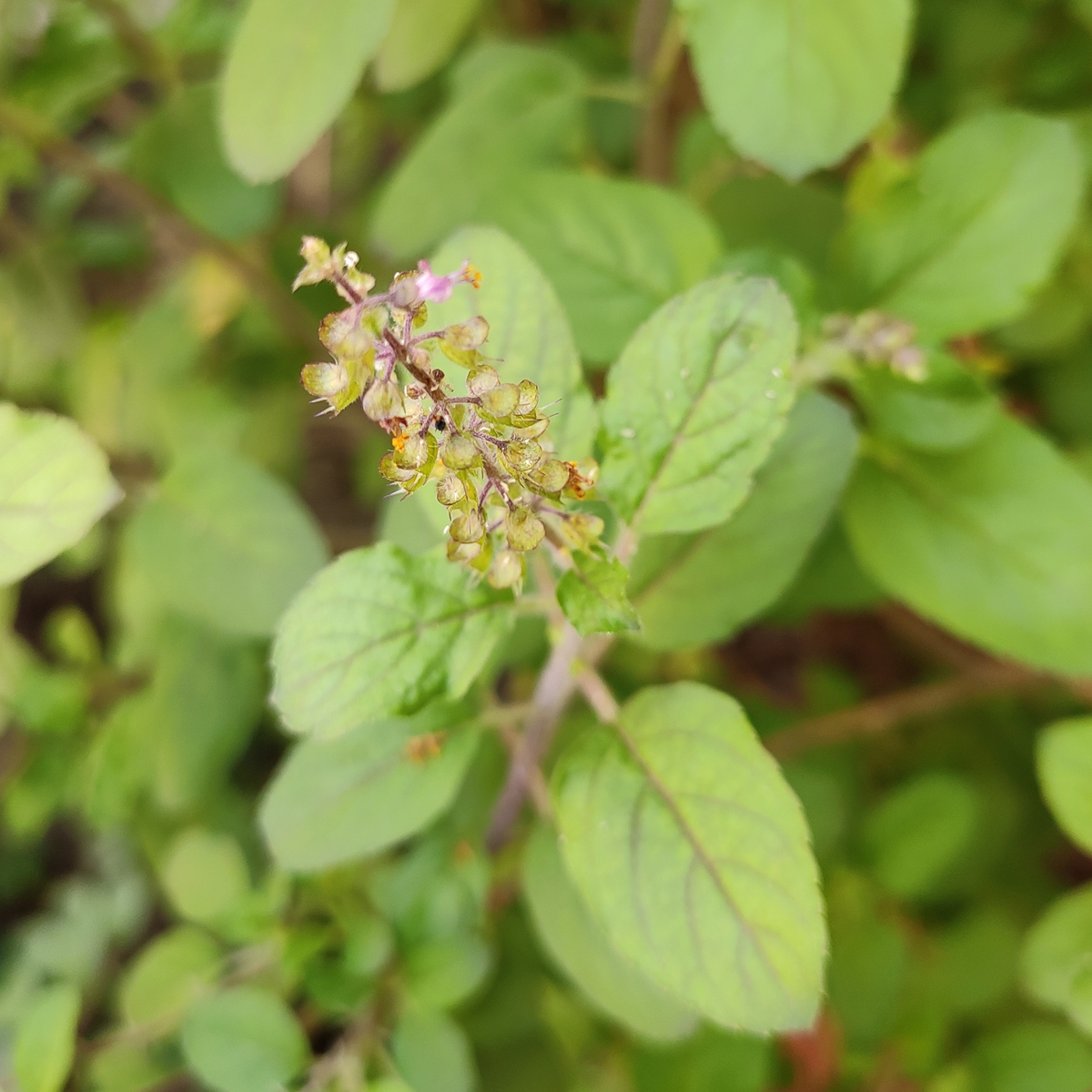 Tulsi (Holy Basil)