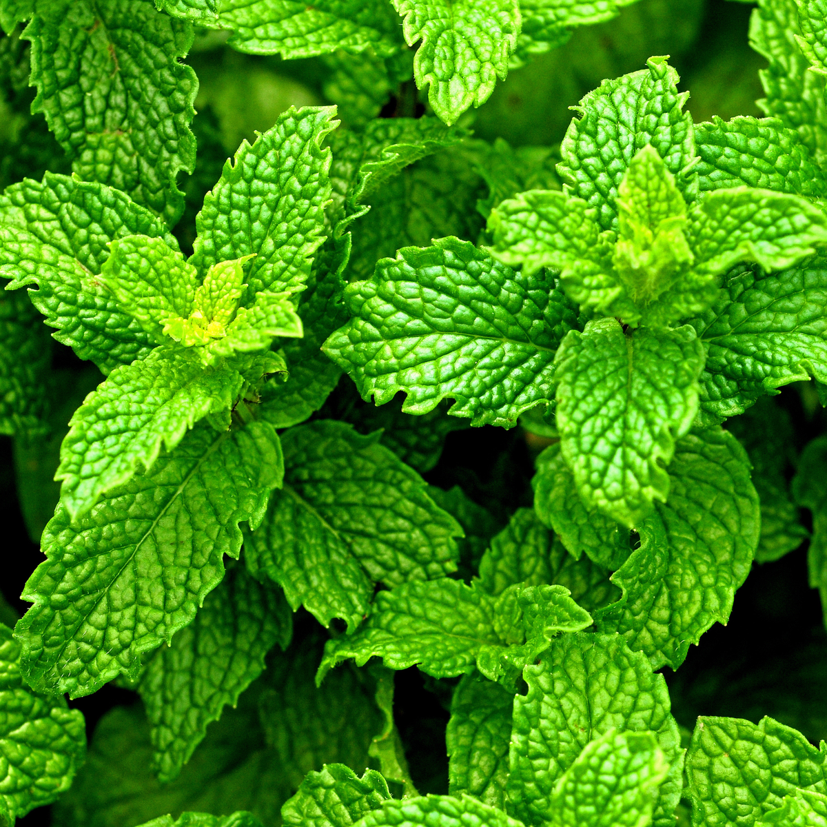 Peppermint