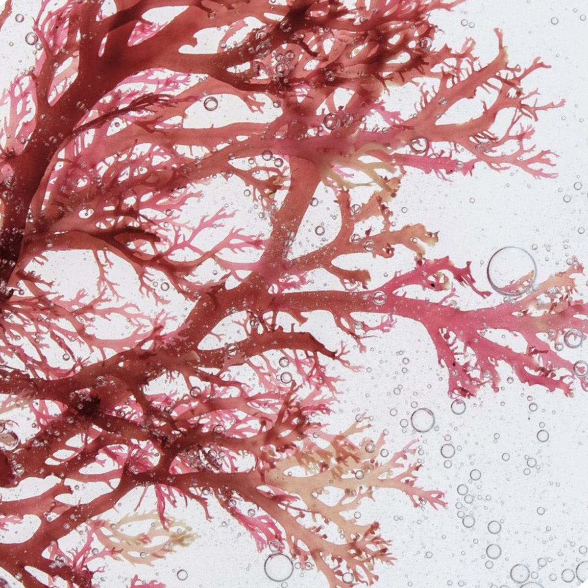 Astaxanthin